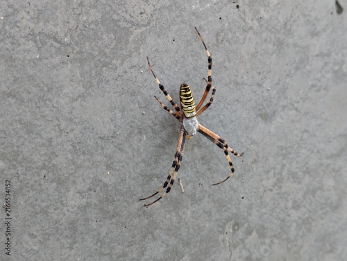 Wasp spider on a concrete wall / コンクリート壁に止まるナガコガネグモ