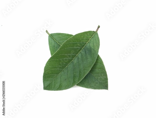 Konstfotografi Fresh green guava leaves isolated on a solid white background