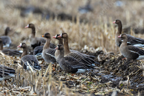 Photography Greater white fronted geese foraging in muddy field