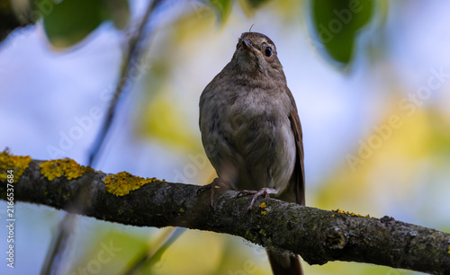 Foto Nightingale perching on branch observing natural habitat