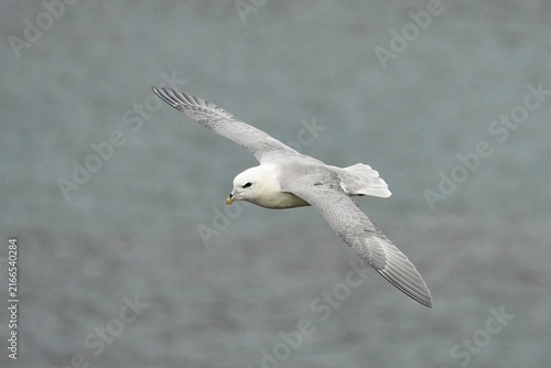 Fotografie The northern fulmar (Fulmarus glacialis) is an abundant seabird found primarily in subarctic regions of the North Atlantic and North Pacific oceans