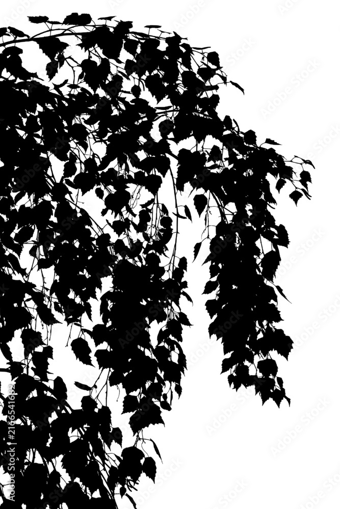 Obraz premium Vector illustration of a birch branch. Black and white silhouette.