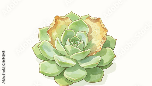 Watercolor illustration of a succulent plant with yellowing leaves, botanical art style, soft green and beige