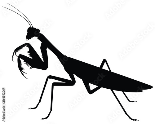 Praying mantis silhouette against a white background depicts the insect form