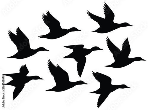 Flying duck silhouettes against a white background depict avian movement