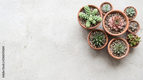 Potted Succulents and Cactus Collection Top View Flat Lay on White Concrete Background with Copy Space