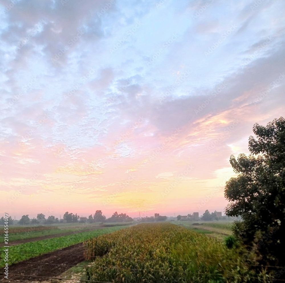 Fototapeta premium sunset over the field