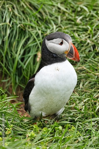 Cuadro en lienzo The Atlantic puffin (Fratercula arctica), also known as the common puffin, is a species of seabird in the auk family