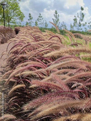 Close-up of ornamental fountain grass with soft pink and purple feathery plumes growing along a landscaped garden pathway in a sunny outdoor park.
