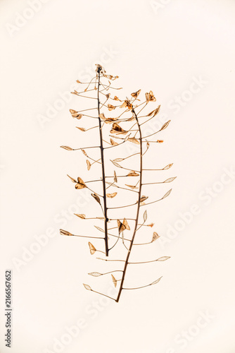 Elegant Botanical Line Art with Tropical Leaves and Flowers