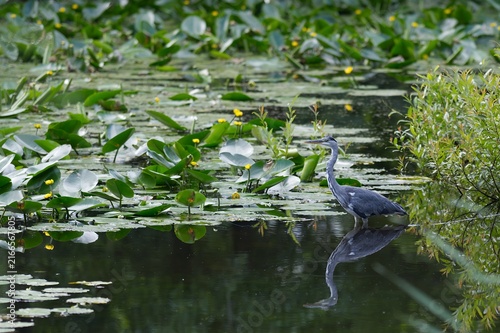 Graureiher im Teich