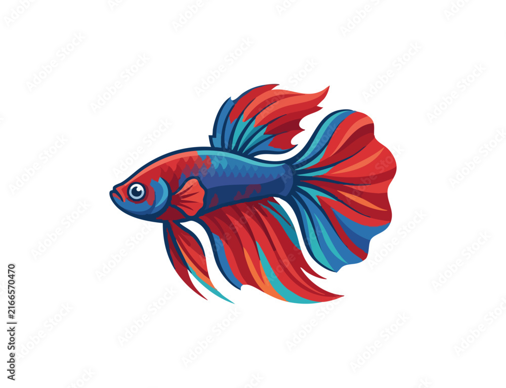 Fototapeta premium Vibrant siamese fighting fish with flowing fins underwater