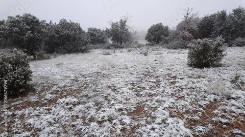 Snow falling across a rural field surrounded by holm oak trees during cold overcast winter weather