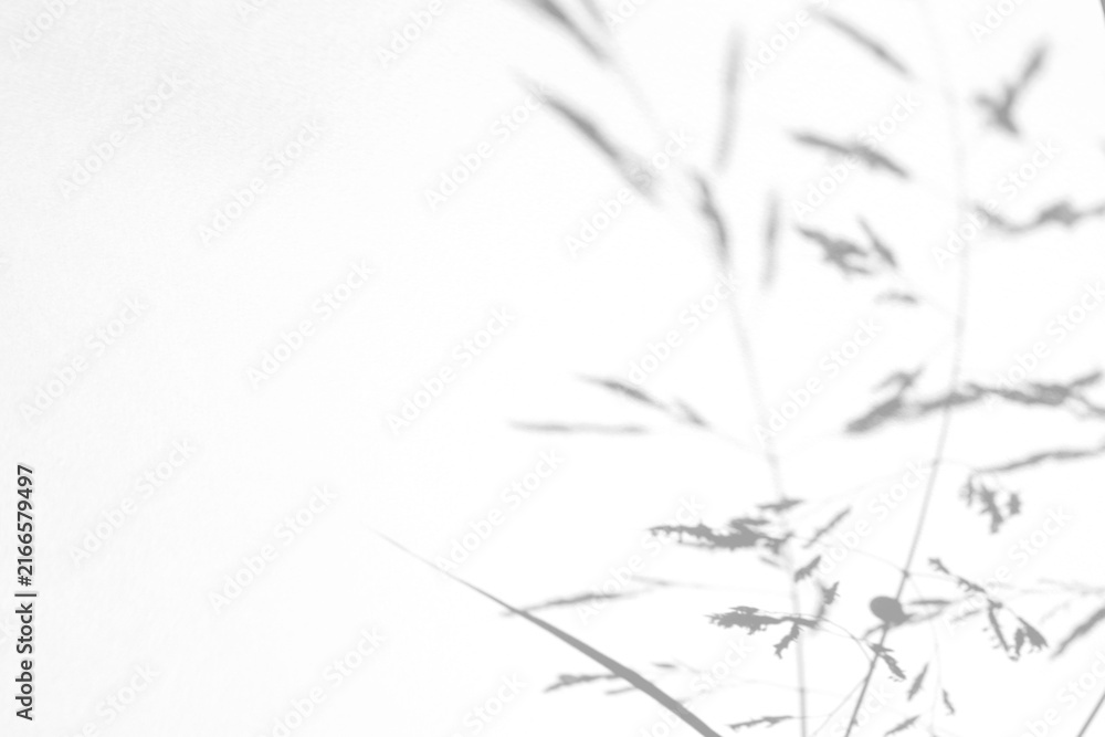 Fototapeta premium Real dense wild grass shadow cut out on a transparent png background with soft organic edges. Anchors luxury and cosmetic design as a png overlay with copy space for product placement.