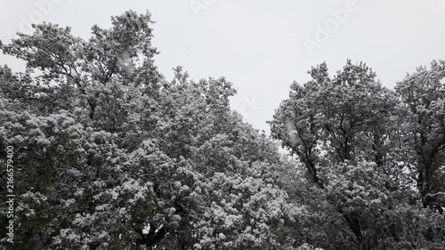 Dense holm oak canopy coated with fresh snow during winter snowfall beneath a pale overcast sky
