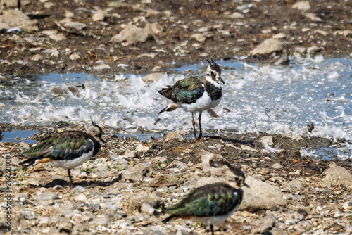 Bild auf Leinwand Close up of a Lapwing amongst a group of birds at waters edge at langford Lakes,