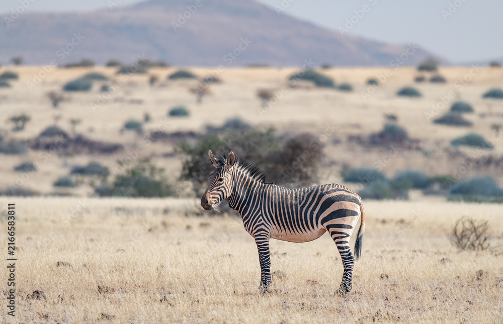 Naklejka premium Mountain Zebra in Damaraland, Namibia, Africa
