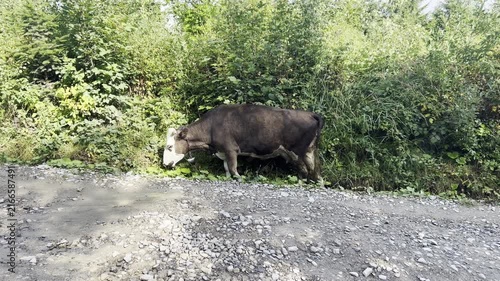 Brown cow grazes beside a rural mountain road near dense green bushes, showing authentic countryside life, farm animal footage and quiet village nature scenery.