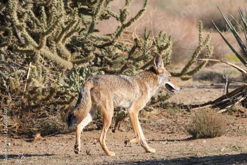 Quadro su tela coyote running through the mojave desert
