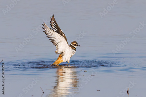 Cuadro en lienzo 00895-02219 Killdeer (Charadrius vociferus) lifting off from wetland Marion Co