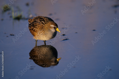 Obraz na płótnie 00865-00103 Sora (Porzana carolina) in wetland Prairie Ridge SNA, Marion Co