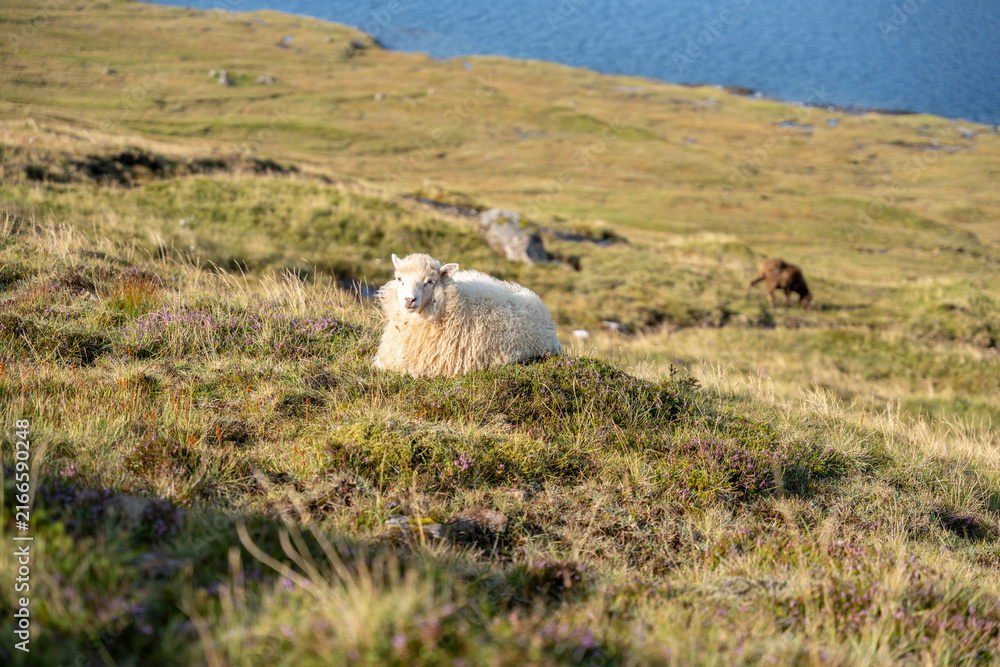 Fototapeta premium Sheep resting on a hill overlooking Sorvagsvatn lake
