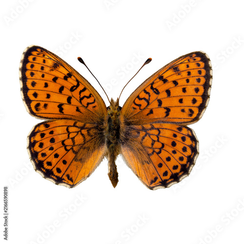 butterfly isolated on white