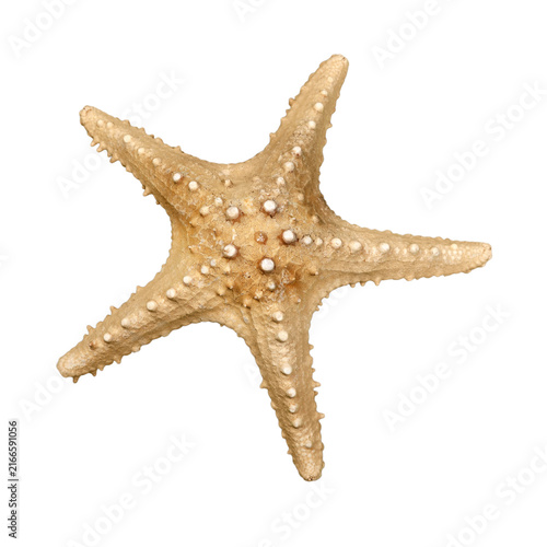 starfish isolated on white background
