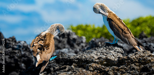 Blue-footed booby pair on volcanic rock in Galapagos