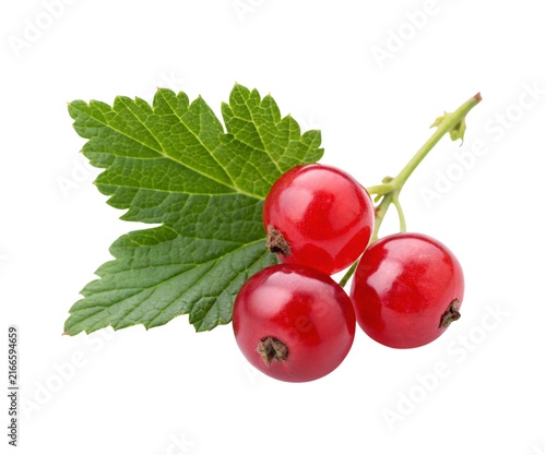 Fresh Red Currant Branch with Green Leaf Isolated on White Background