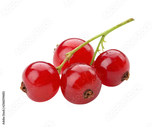 Bunch of Ripe Red Currant Berries on Stem Isolated on White Background