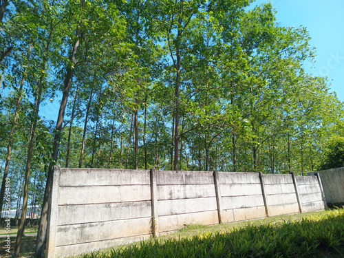 Concrete wall creating a boundary between a vibrant green forest and open sky, capturing sunlight and nature outdoors
