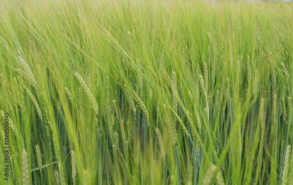 Fototapeta premium Softly focused wheat stems create a fresh agricultural backdrop with gentle depth, suitable for promotional banners, greeting cards, packaging and print design.