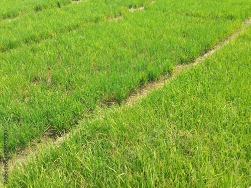 Green rice paddies growing in rural field under summer sunlight showing agricultural landscape and cultivation