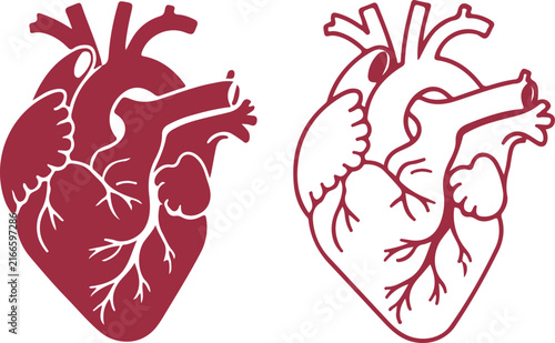 Human Heart Outline Illustration, Detailed Medical Love Symbol with Elegant Line Art, Romantic Valentine Graphic, Vector Design for Healthcare, Education, Posters and T Shirts