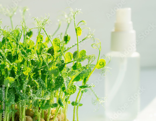 Abundant vibrant green pea microgreens are flourishing with glistening fresh water droplets on their delicate leaves, accompanied by a soft focus white spray bottle