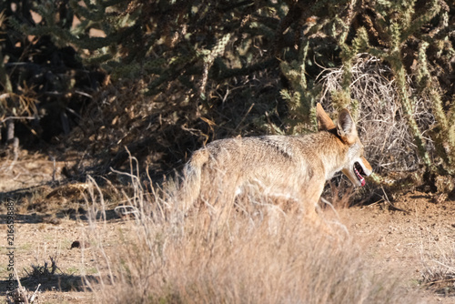 Foto Coyote running through the brush in the desert