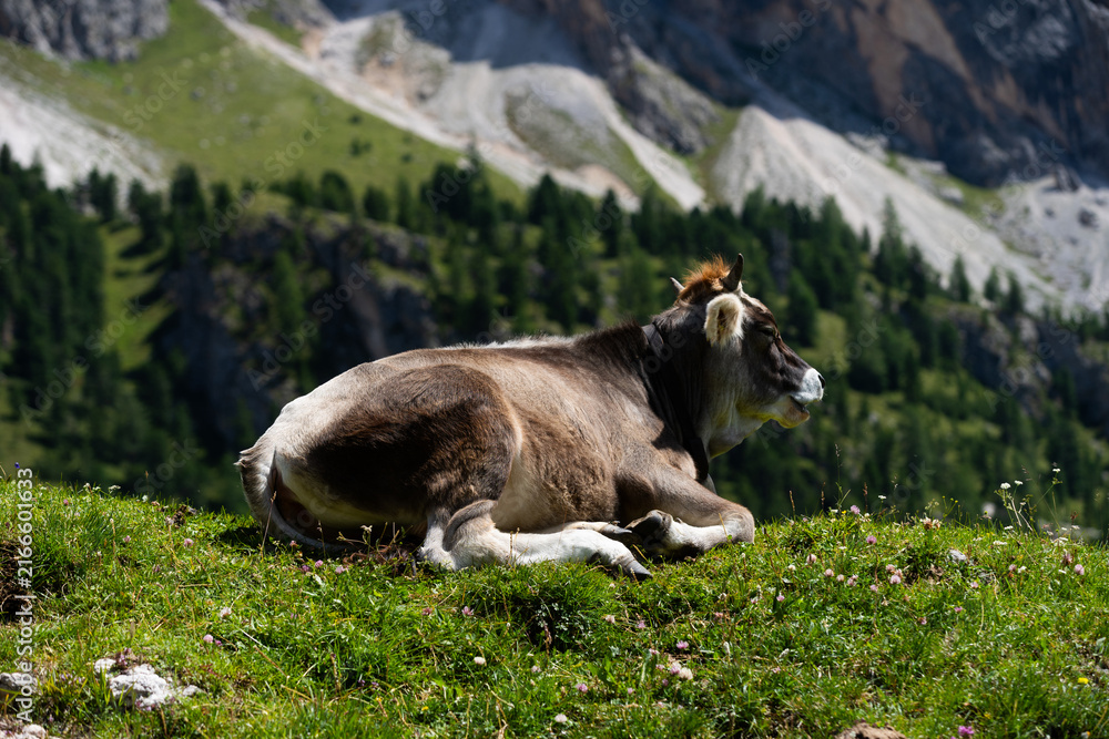 Naklejka premium Beautiful idyllic alpine landscape with cows, Alps mountains and countryside in summer