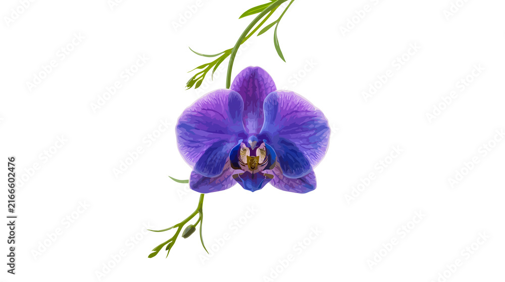 Obraz premium Single purple orchid blossom hanging from green stems with hanging flower