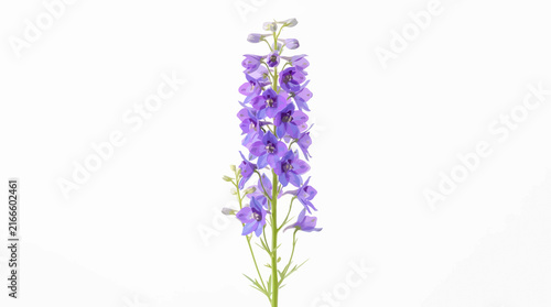 Obraz na płótnie Tall stem of purple delphinium flowers isolated on a white background