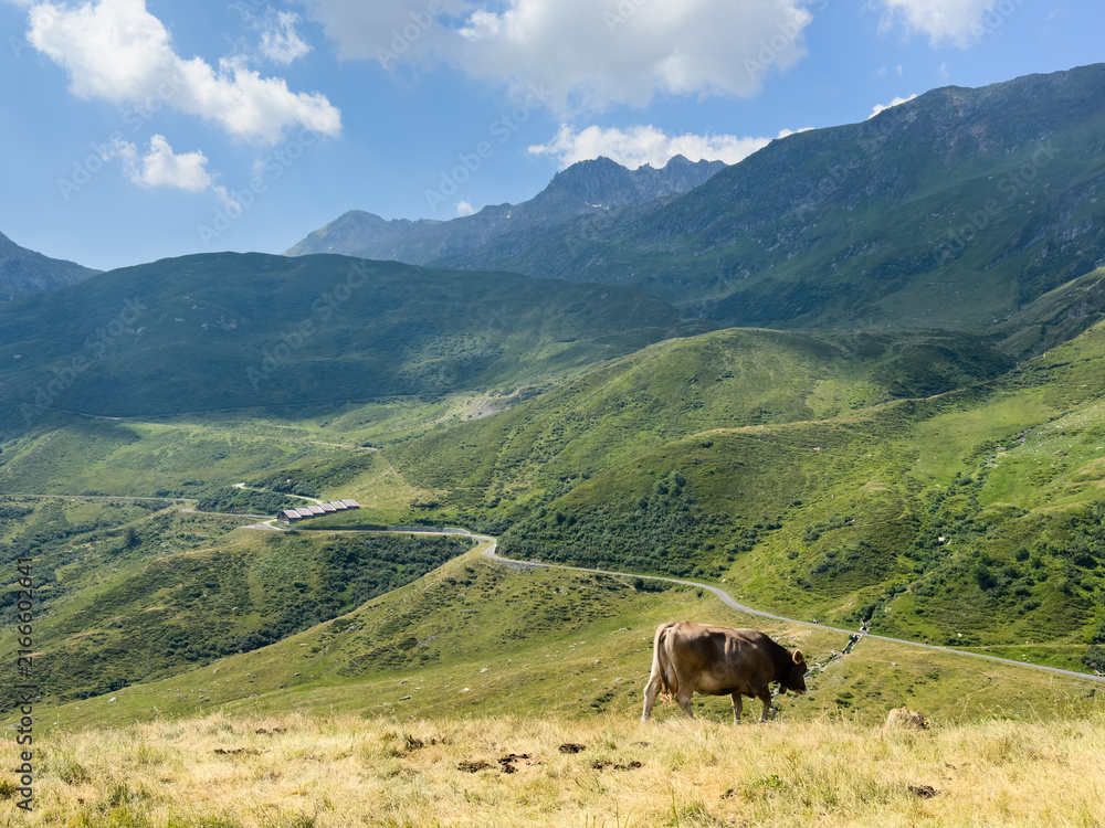 Fototapeta premium Cow in the Alps, Switzerland