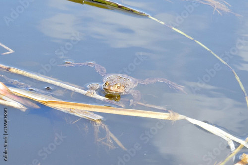 Wildlife. A large frog basks in the sun in the reeds.