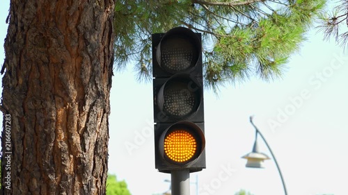Blinking amber traffic light beside a tree on a sunny urban street in daylight