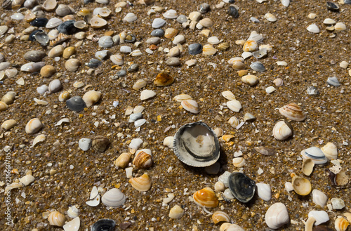 фотографія A close up view of smooth polished multicolored stones washed ashore on the beach