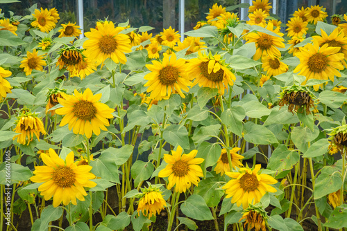 Картината върху платно Field of vibrant yellow sunflowers with green foliage and numerous blooming flowers growing densely under natural daylight