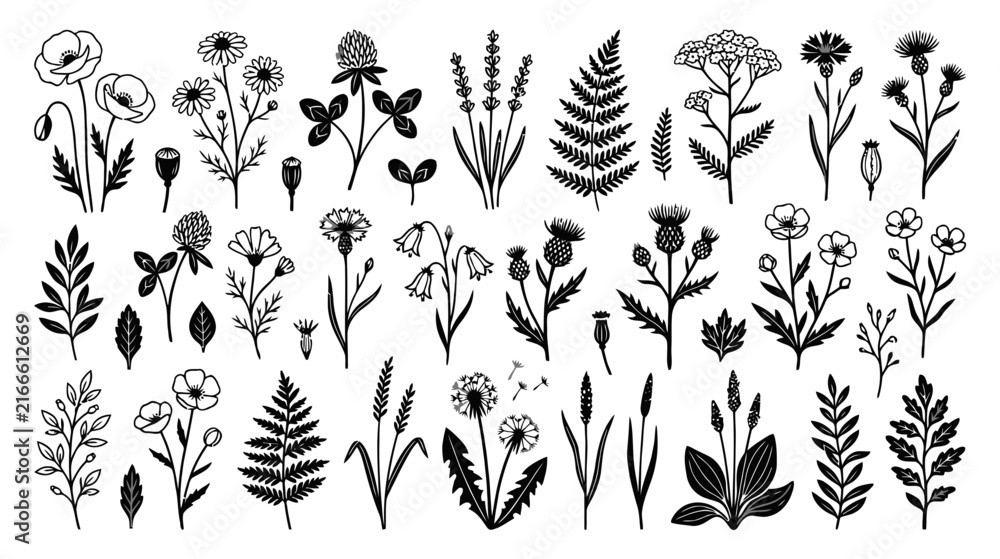 Fototapeta premium Elegant Wildflower Botanical Illustration Set - Black and White Line Art