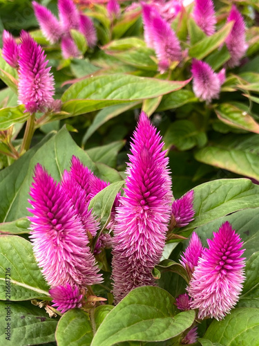 Fotografía Celosia argentea plumosa or plumed cockscomb or silver cock's comb with purple flowers in the garden close up