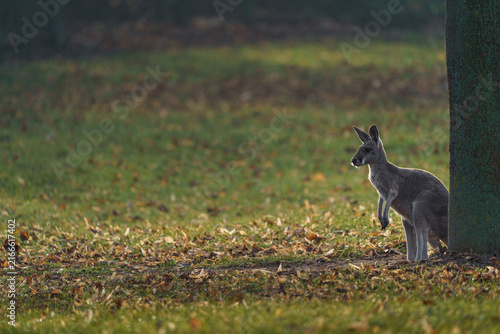 Fotografía Red kangaroo