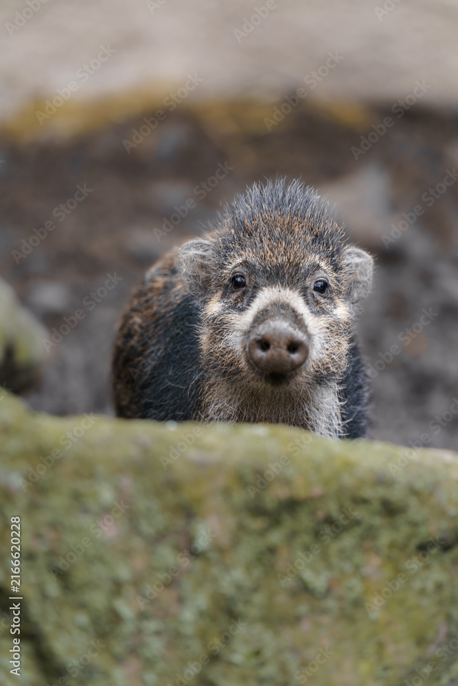 Fototapeta premium Visayan warty pig