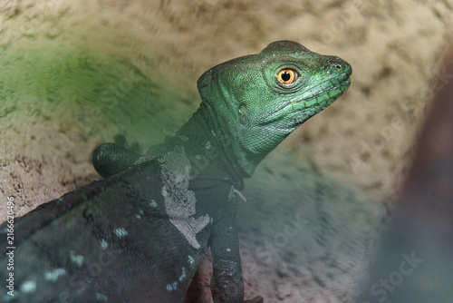 Foto Green Basilisk Lizard